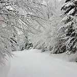 Les Sapins Argentes